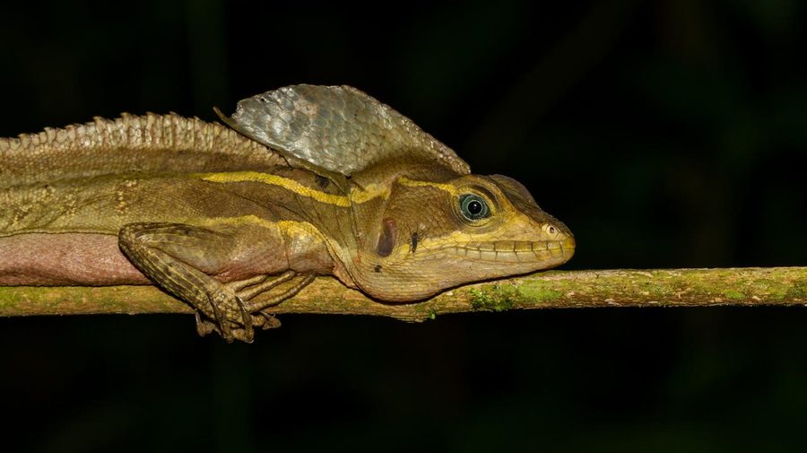 Lagarto basilisco marrón junto al agua