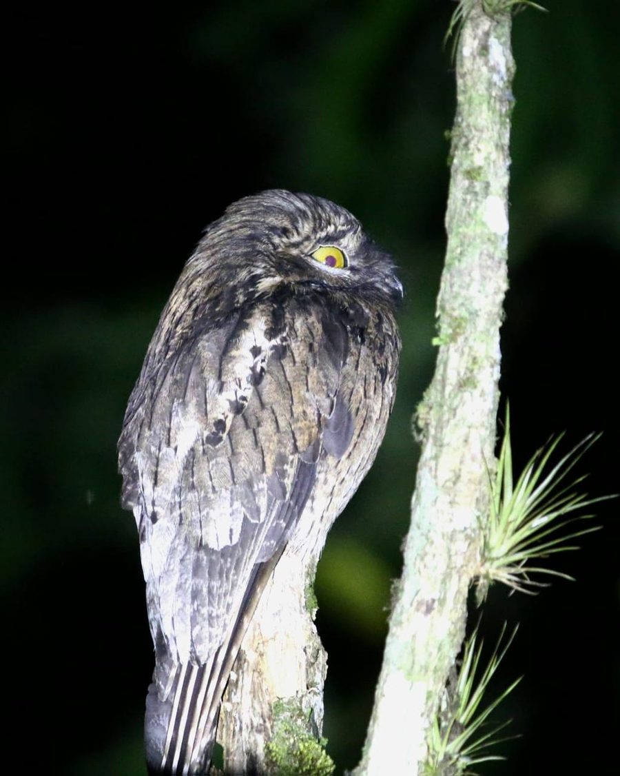 Pájaro Potoo camuflado sobre tronco