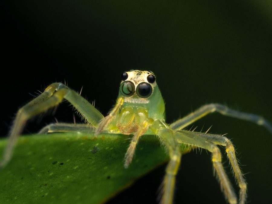 Araña saltarina mirando a cámara