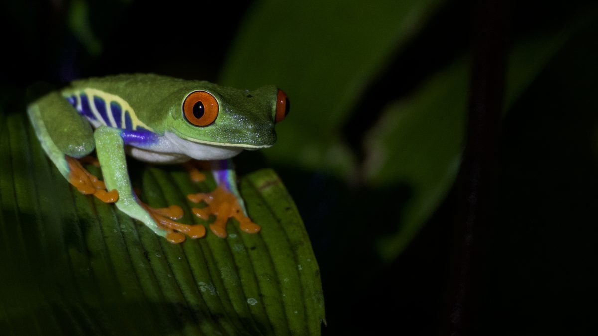 Rana de ojos rojos fotografiada de noche