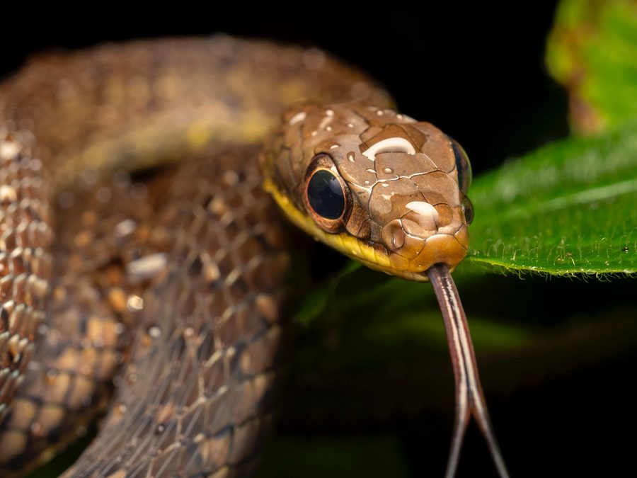 Serpiente corredora del bosque lluvioso