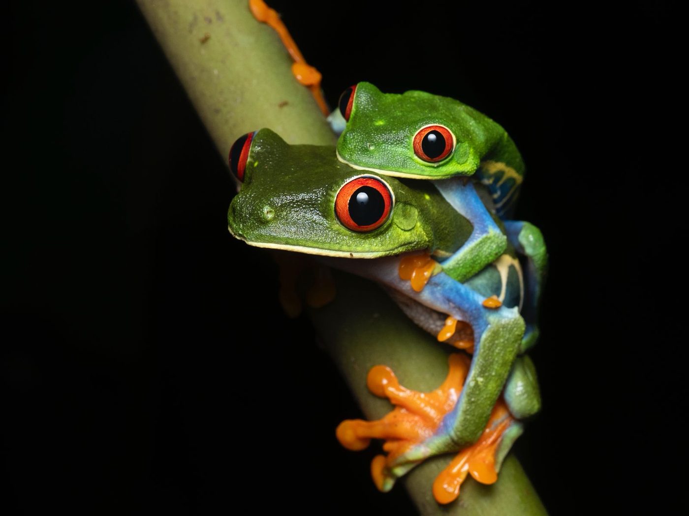 Rana de ojos rojos posada sobre una hoja verde