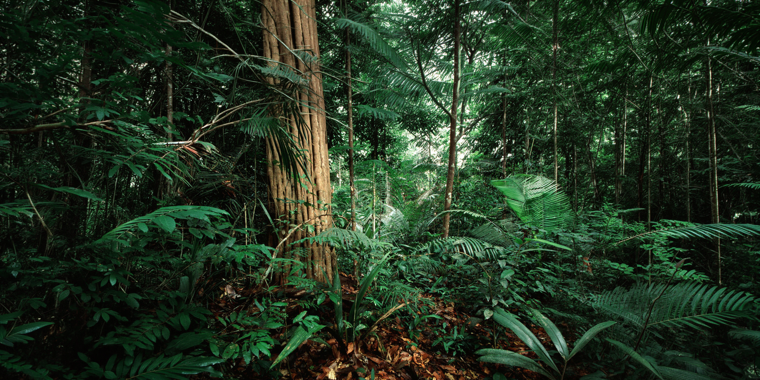 Guía naturalista en expedición nocturna por el bosque lluvioso